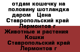 отдам кошечку на половину шотландка даром › Цена ­ 10 - Ставропольский край, Лермонтов г. Животные и растения » Кошки   . Ставропольский край,Лермонтов г.